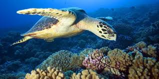 Hình ảnh rùa biển 
