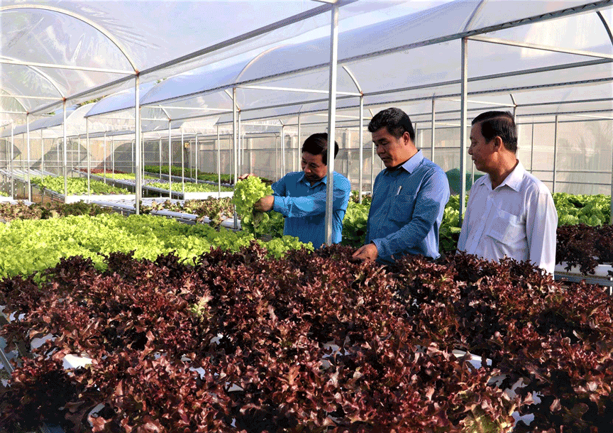 Trồng rau ăn lá thủy canh ở huyện Phú Quốc (Kiên Giang)