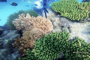 Du khách thích thú trong chuyến tham quan Công viên bảo tồn san hô Namaste Phú Quốc