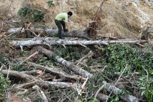 Phú Quốc khởi tố bắt giam các đối tượng chặt phá rừng